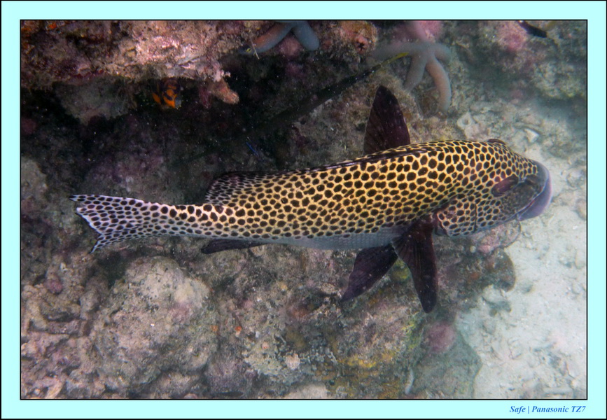 2009    07   Kapalai 17